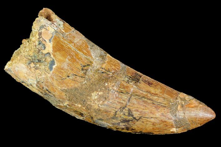 Bargain, Fossil Carcharodontosaurus Tooth - Morocco #110402